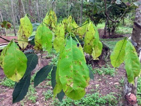 VÌ SAO PHUN ĐÚNG THUỐC MÀ BỆNH HẠI VẪN TÁI PHÁT? 