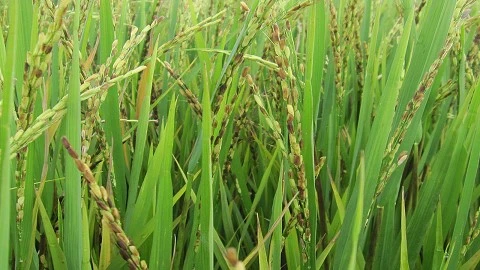 CẢNH BÁO! 5 BỆNH NGUY HIỂM TRÊN LÚA & CÁCH PHÒNG TRÁNH KỊP THỜI