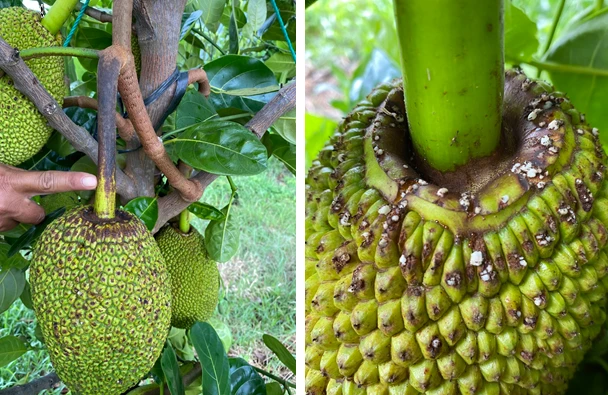 thối trái mít