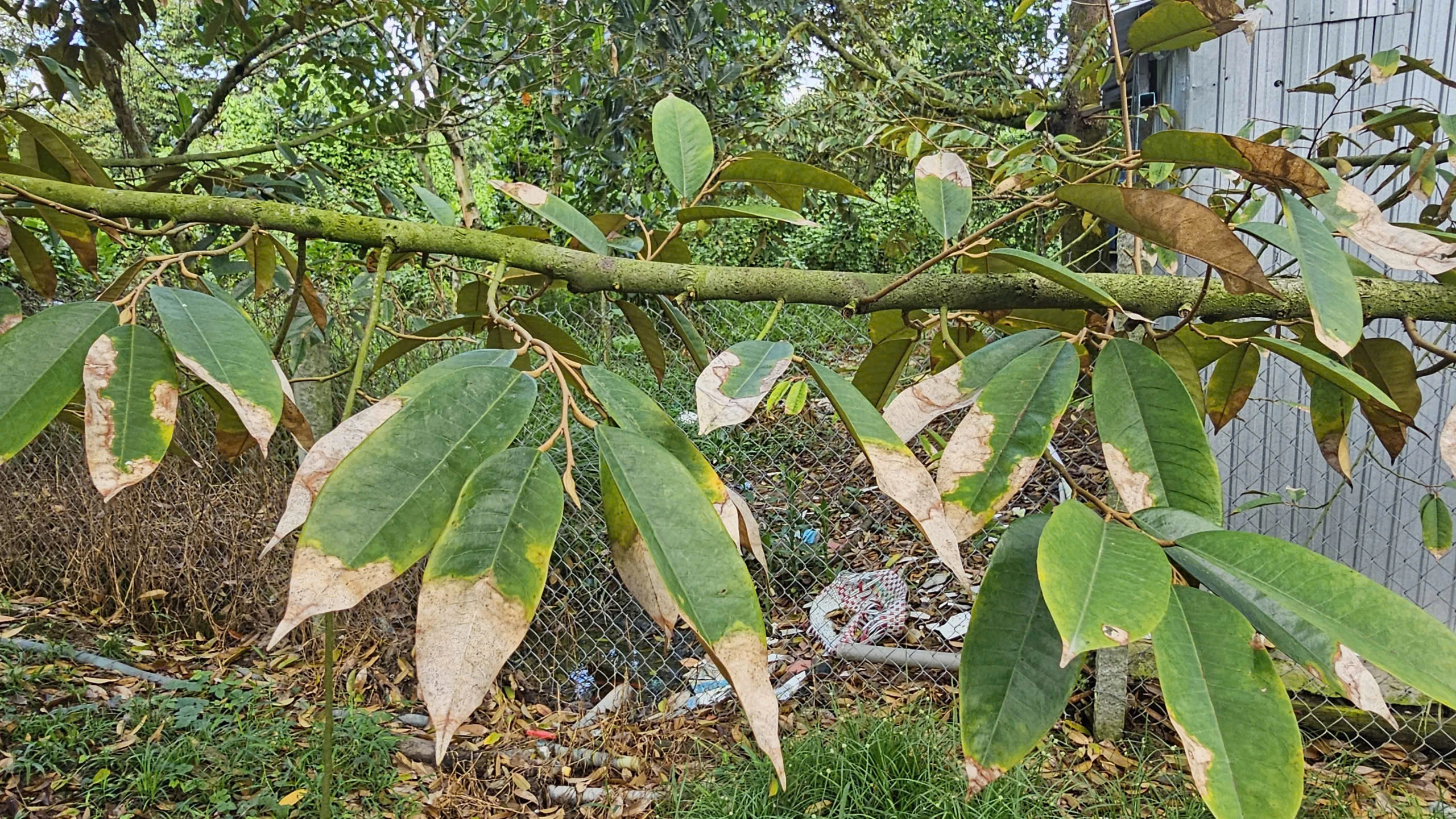 BỆNH CHÁY LÁ TRÊN CÂY SẦU RIÊNG 