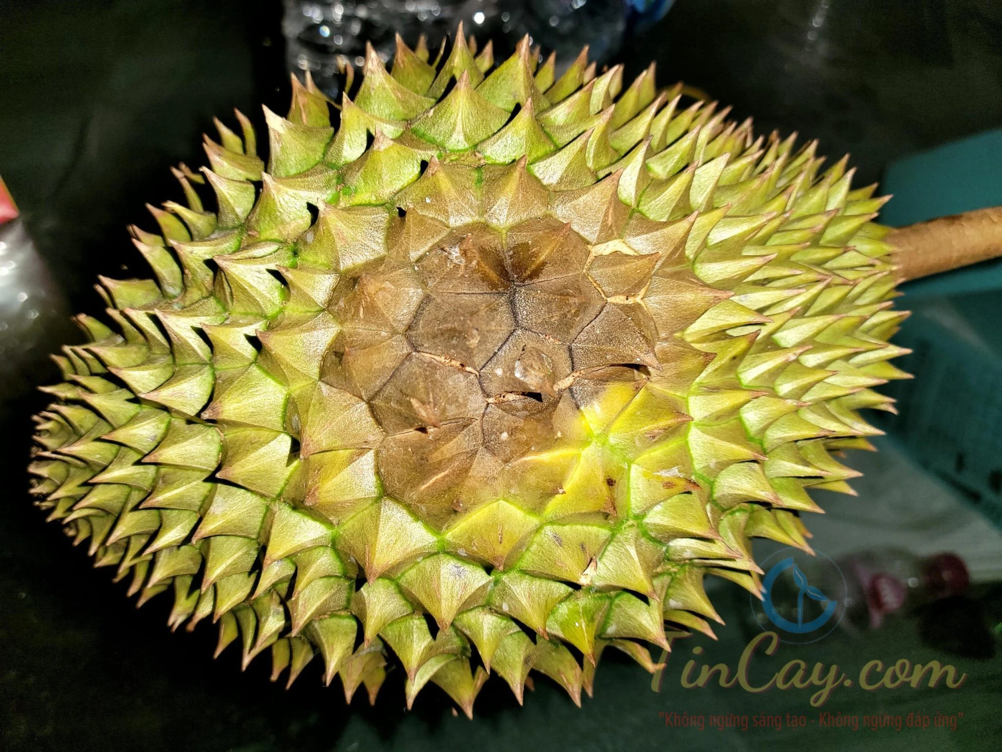 Bệnh Thối Trái Sầu Riêng