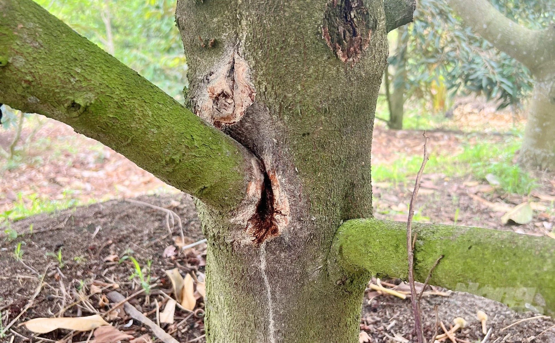 Nứt thân xì mủ do Nấm Phytophthora 