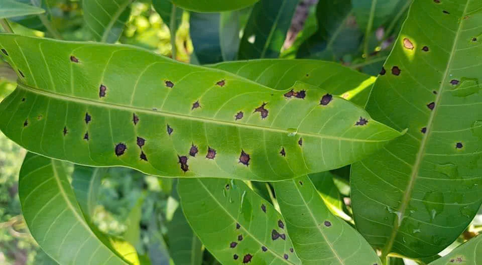 BỆNH THÁN THƯ TRÊN XOÀI: TRIỆU CHỨNG VÀ BIỆN PHÁP ĐIỀU TRỊ