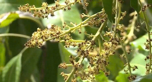 BỆNH THÁN THƯ TRÊN XOÀI: TRIỆU CHỨNG VÀ BIỆN PHÁP ĐIỀU TRỊ