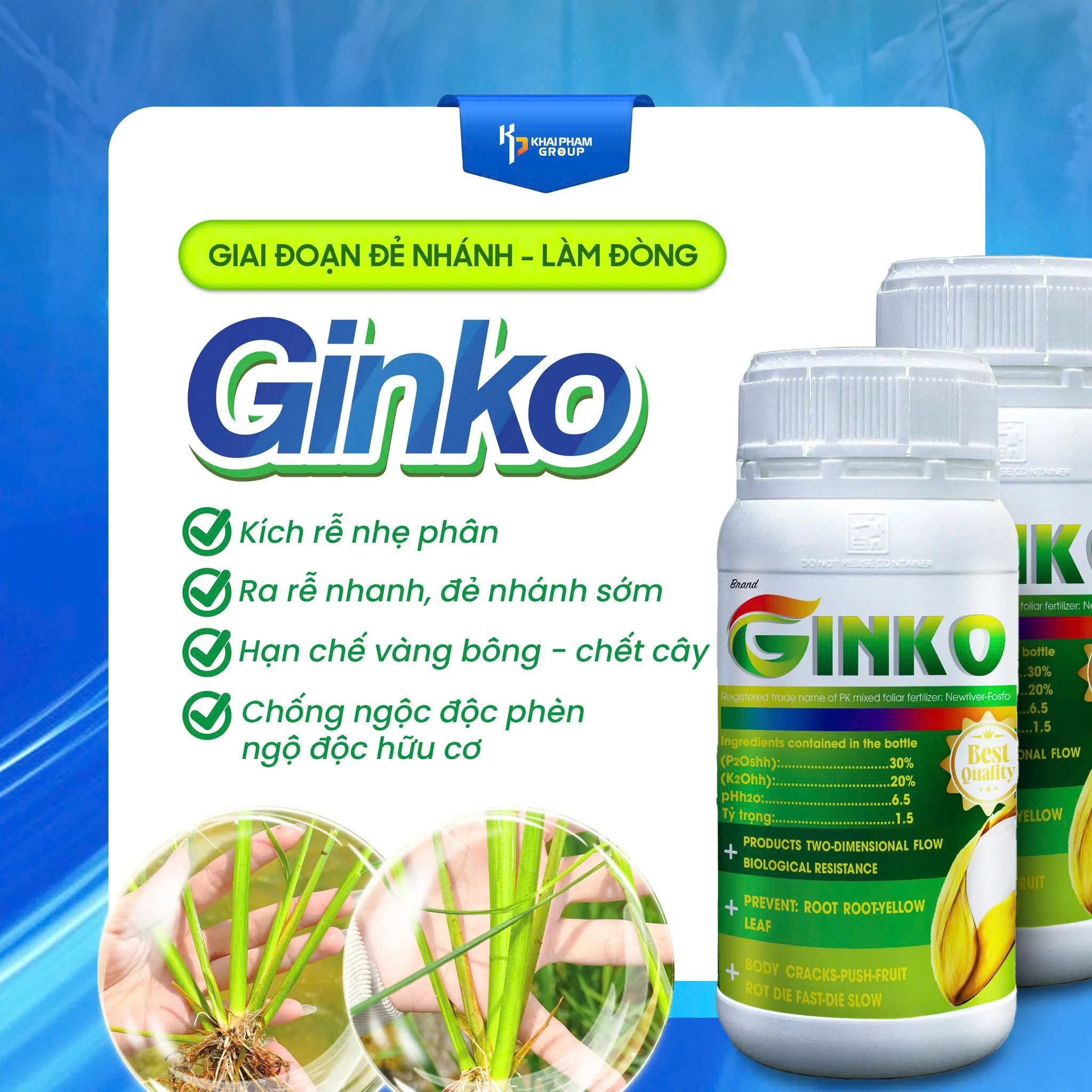 GINKO 