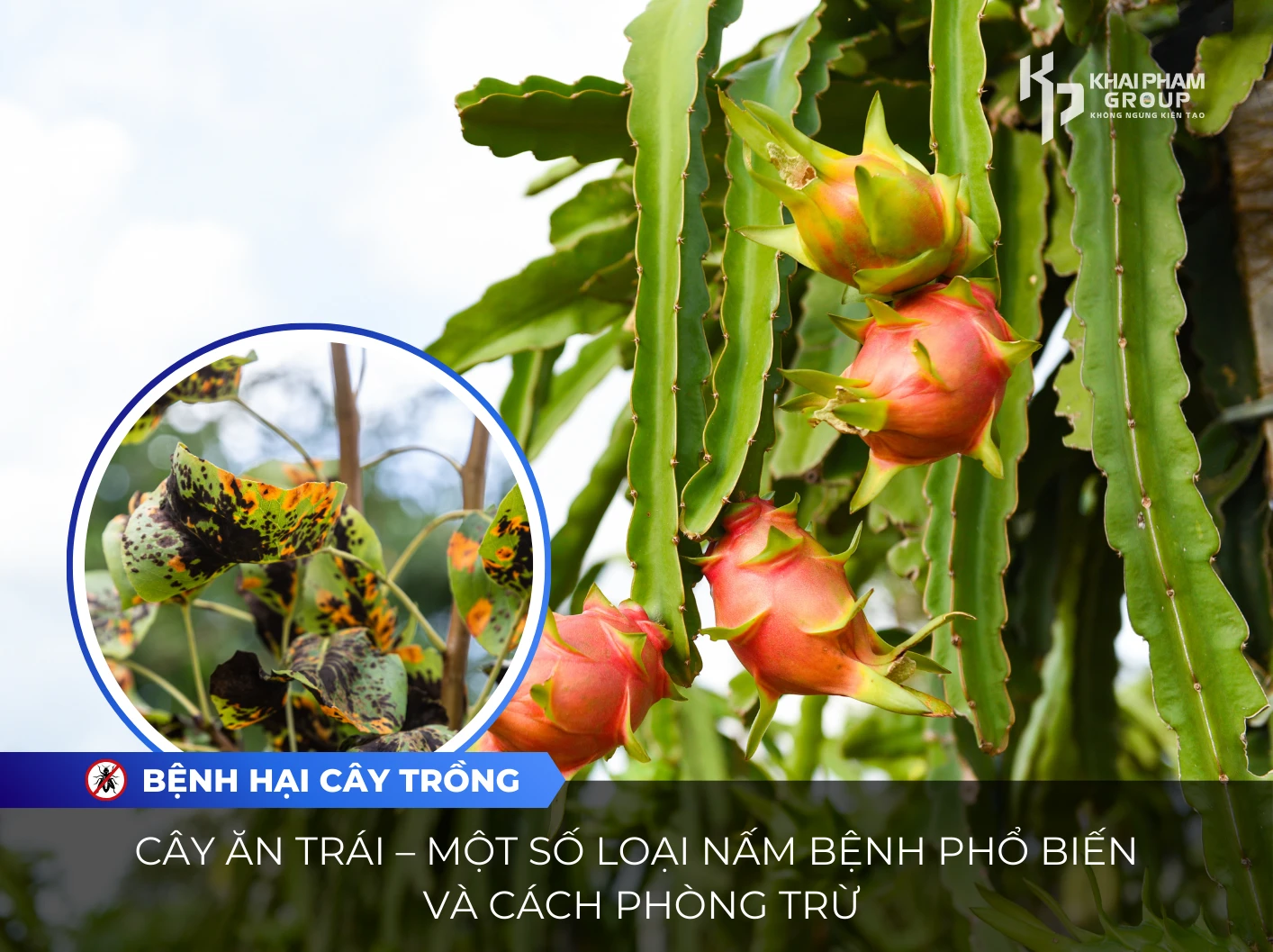 CÂY ĂN TRÁI – MỘT SỐ LOẠI NẤM BỆNH PHỔ BIẾN VÀ CÁCH PHÒNG TRỪ
