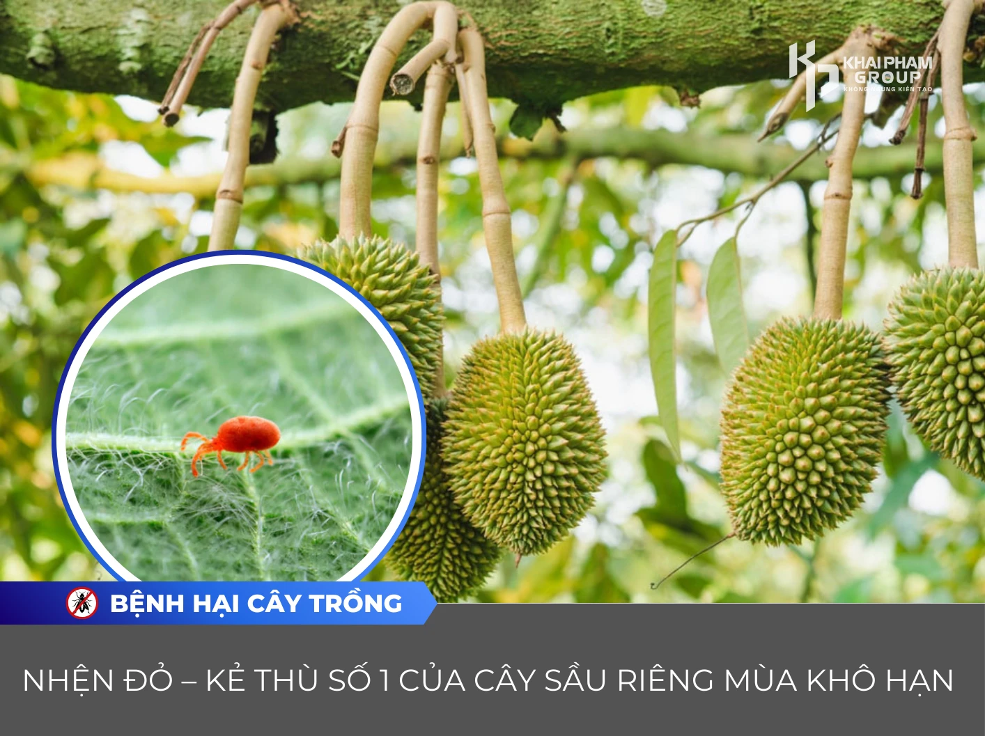 NHỆN ĐỎ-KẺ THÙ SỐ 1 CỦA CÂY SẦU RIÊNG MÙA KHÔ HẠN