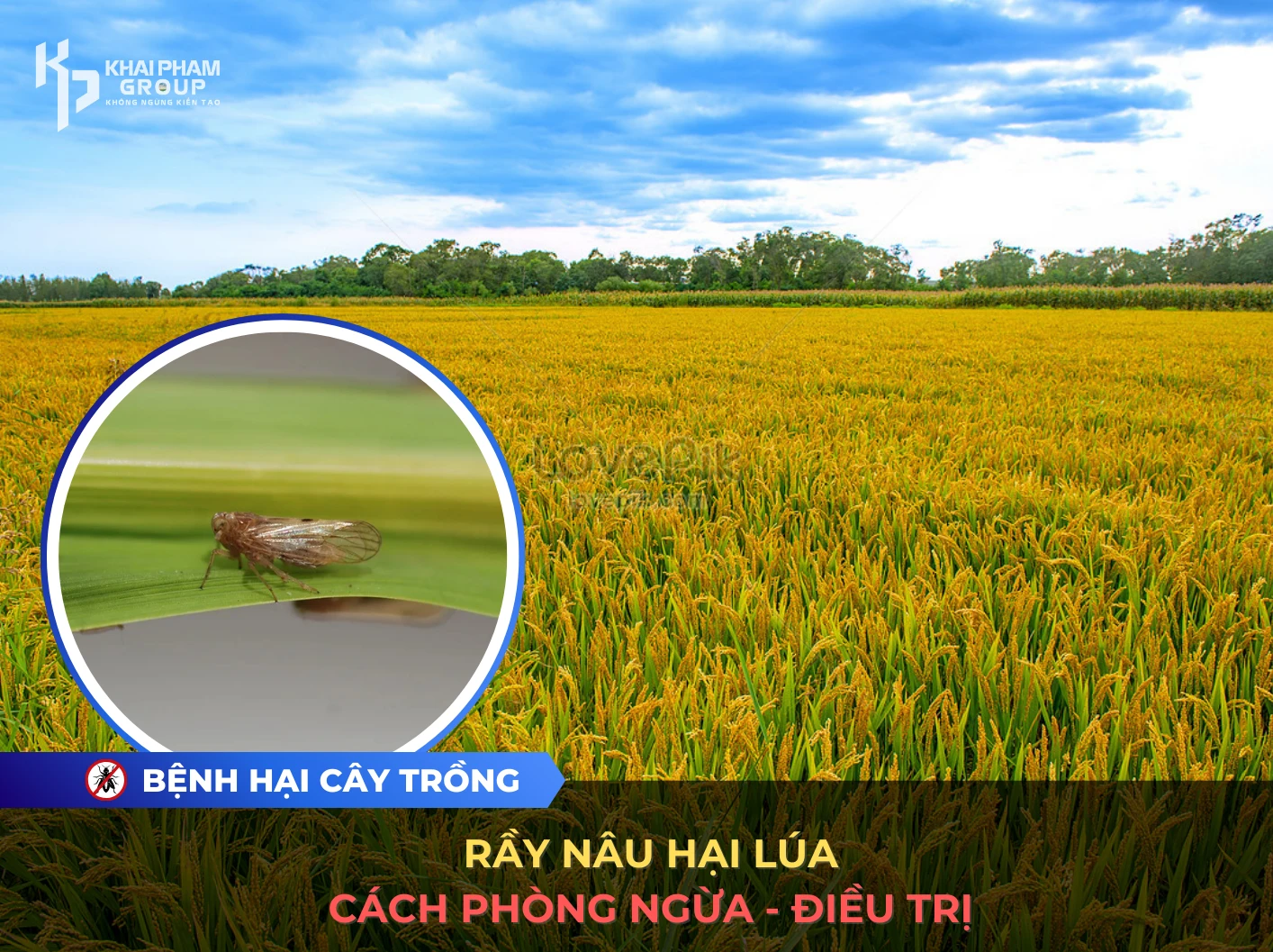 RẦY NÂU HẠI LÚA: 1 SỐ CÁCH PHÒNG TRỪ VÀ ĐIỀU TRỊ - Khai Pham Group