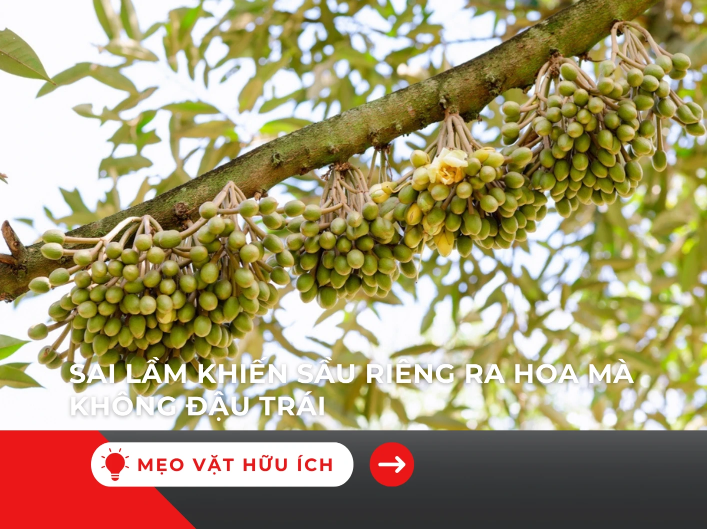 SAI LẦM KHIẾN SẦU RIÊNG RA HOA MÀ KHÔNG ĐẬU TRÁI