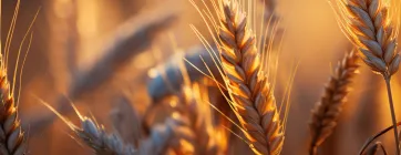 Dịch Vụ Kỹ Thuật