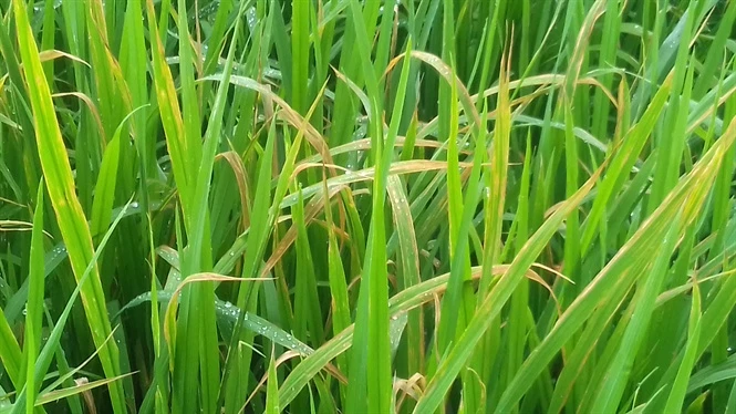 Bệnh Cháy Bìa Lá Trên Lúa