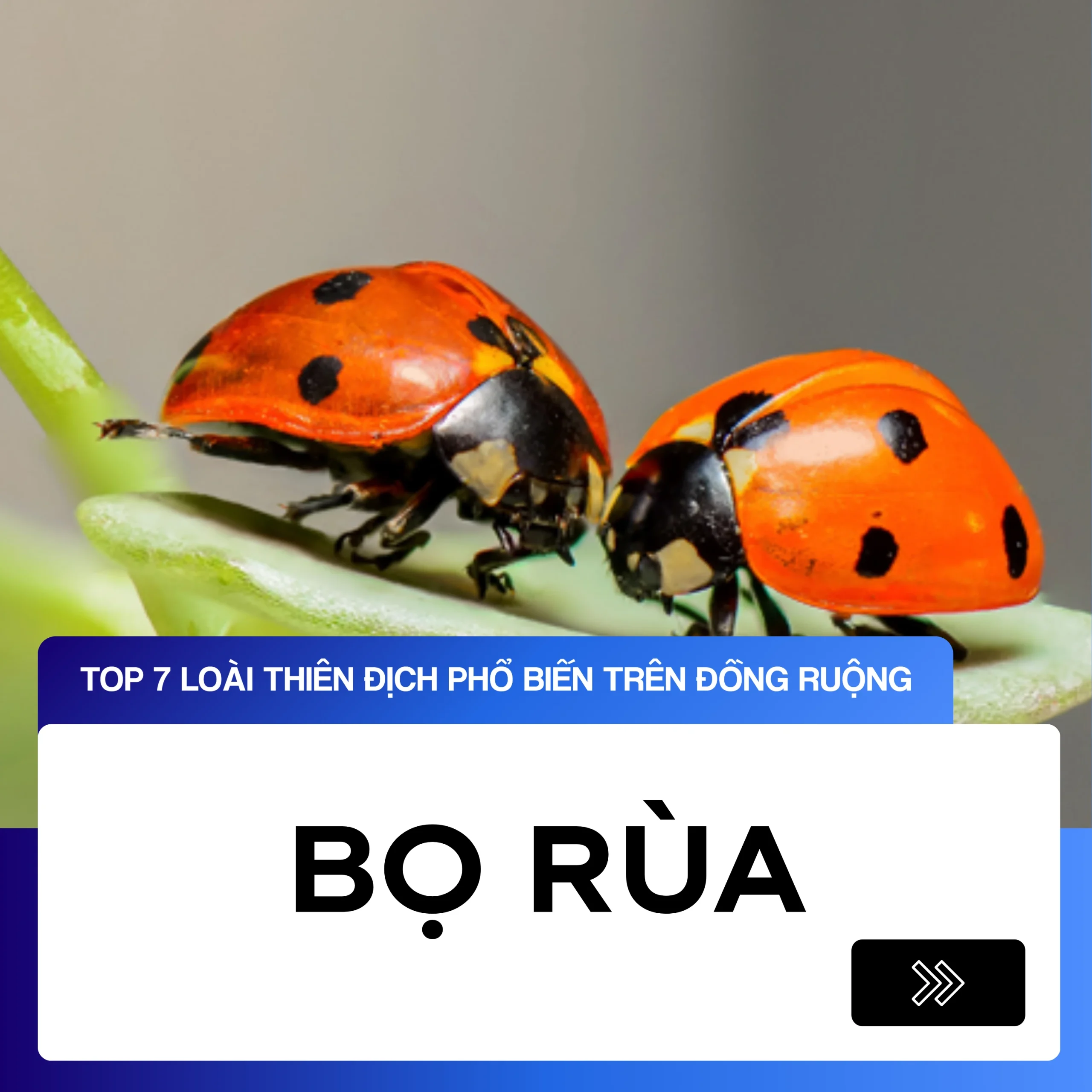 Thiên địch: Bọ Rùa 