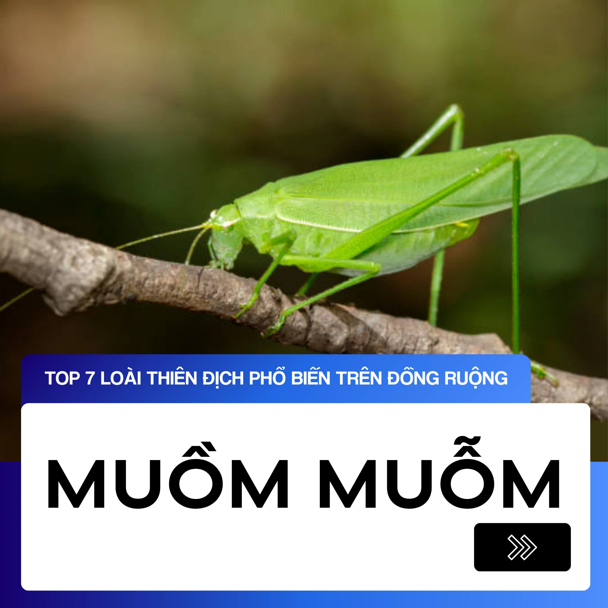 Muồm Muỗm