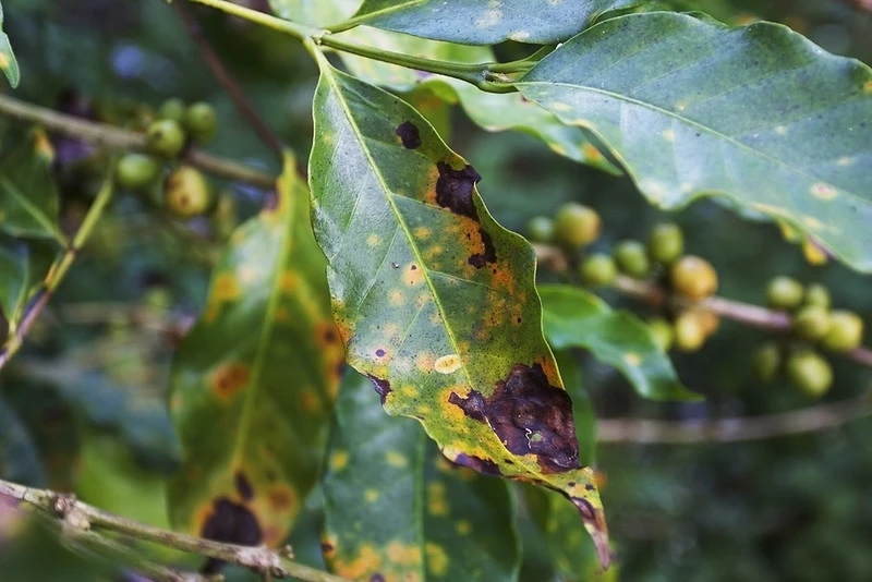 NẤM BỆNH- Nấm gỉ sắt (Hemileia vastatrix)