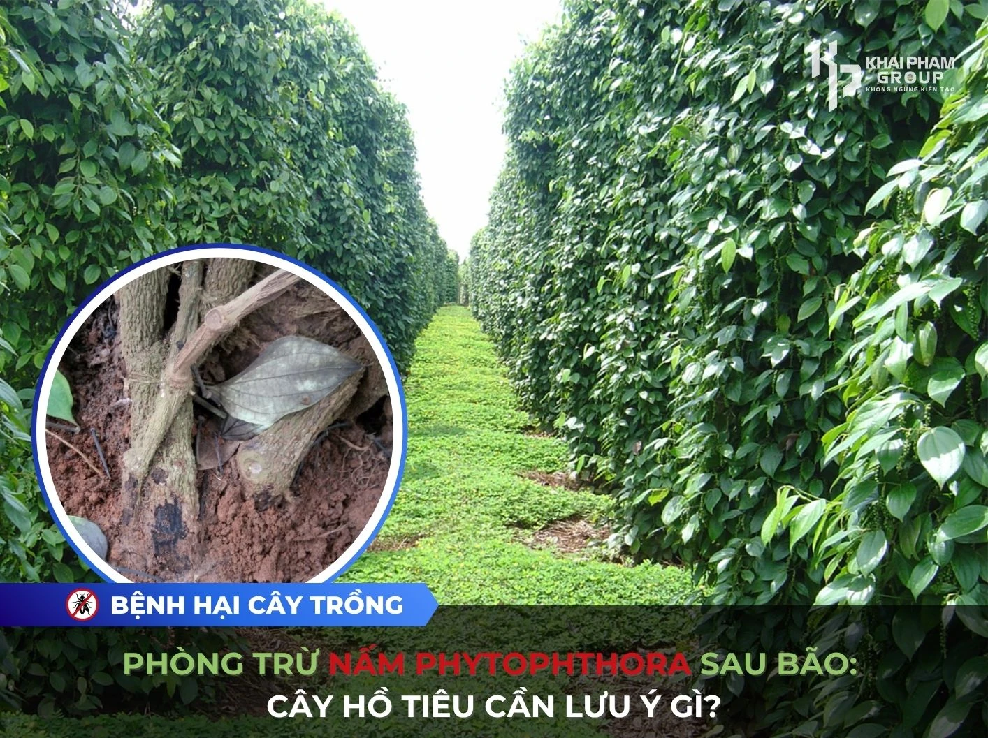 Phòng Trừ Nấm Phytophthora Sau Bão: Cây Hồ Tiêu Cần Lưu Ý Gì?
