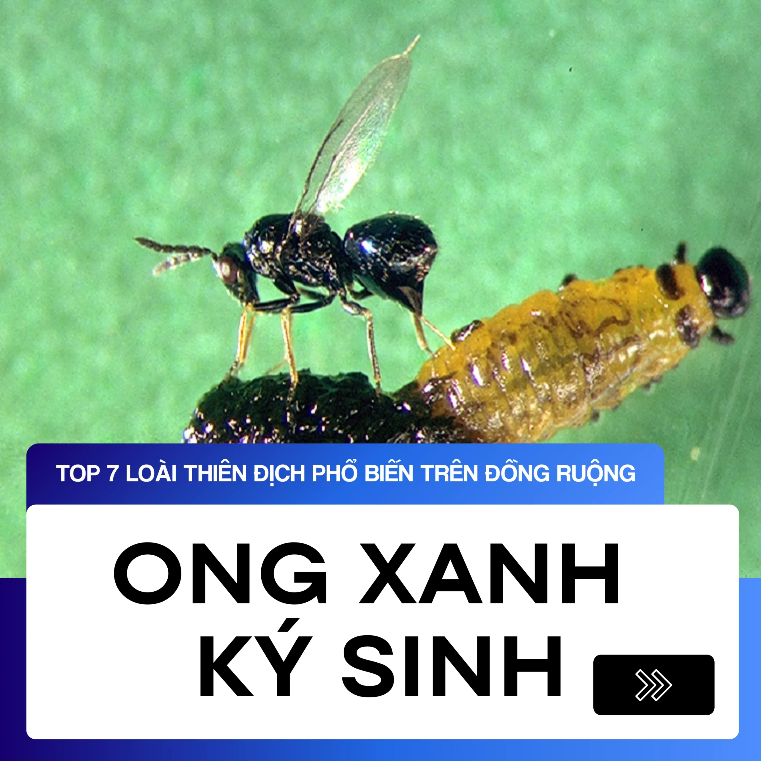 Ong Xanh Ký Sinh