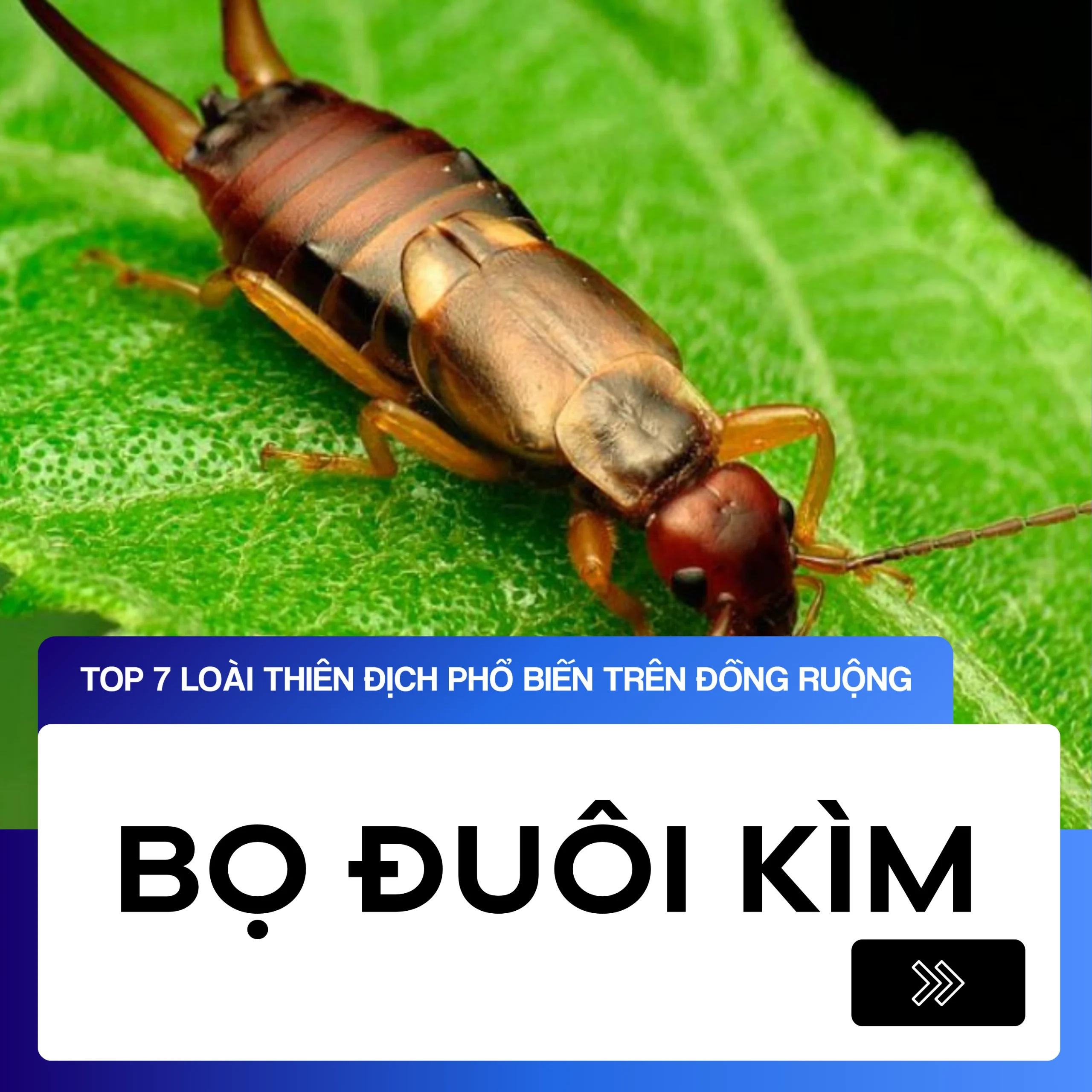 Bọ Đuôi Kìm