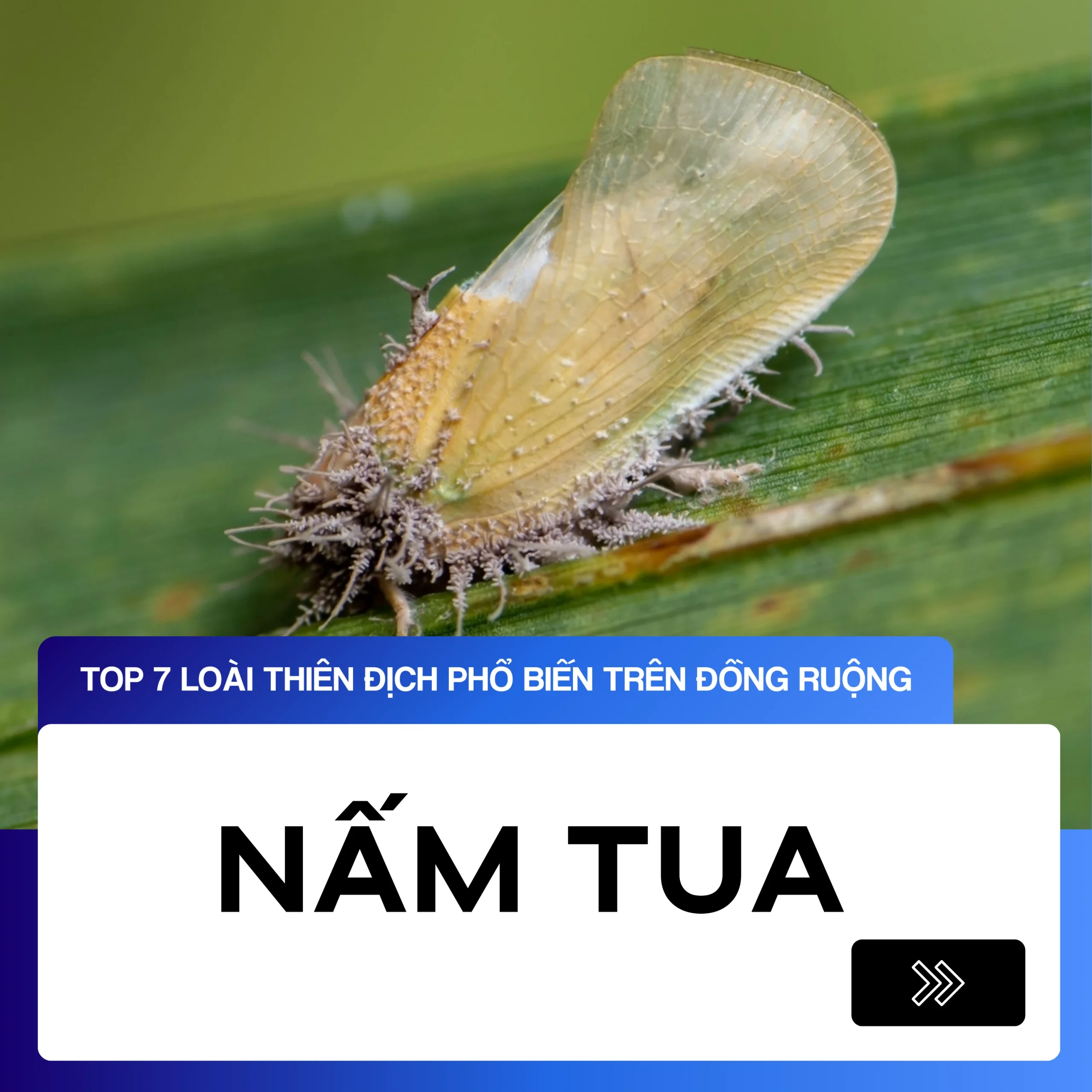 Nấm Tua