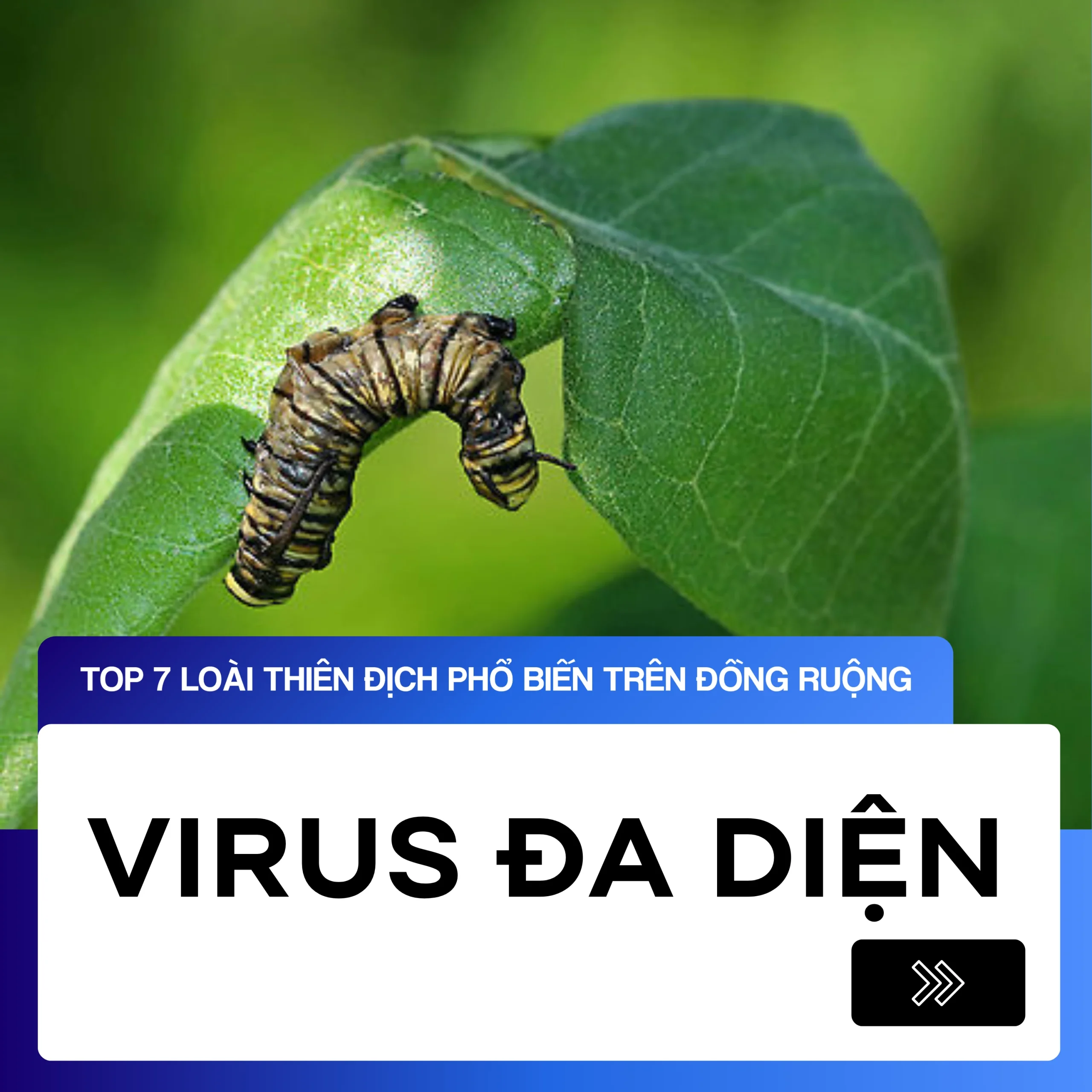 Virus Đa Diện