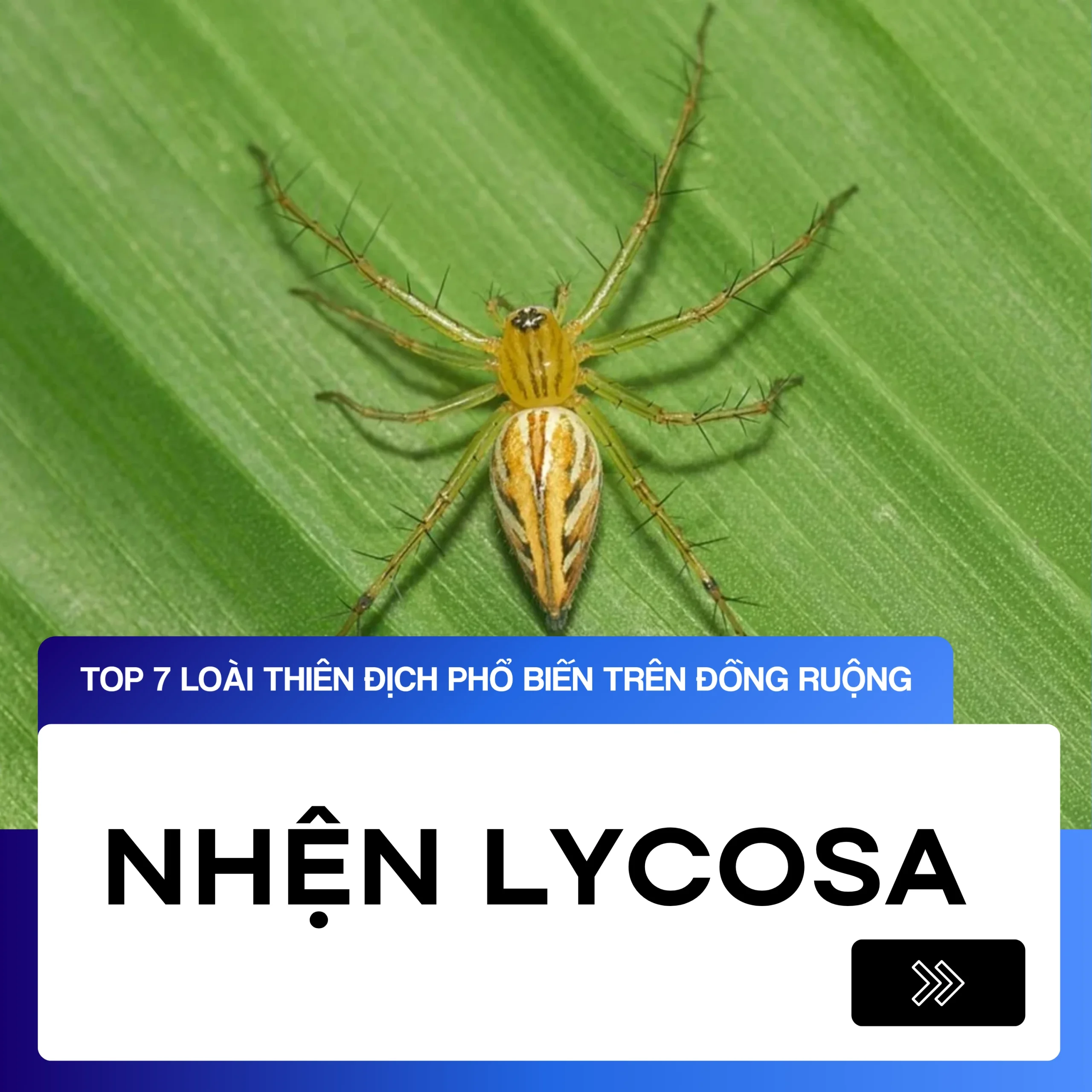 Nhện Lycosa