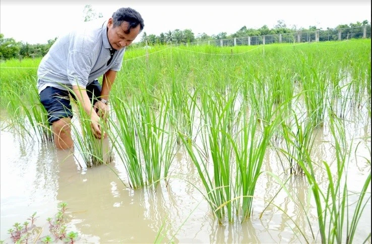 SAI LẦM KHI BÓN PHÂN