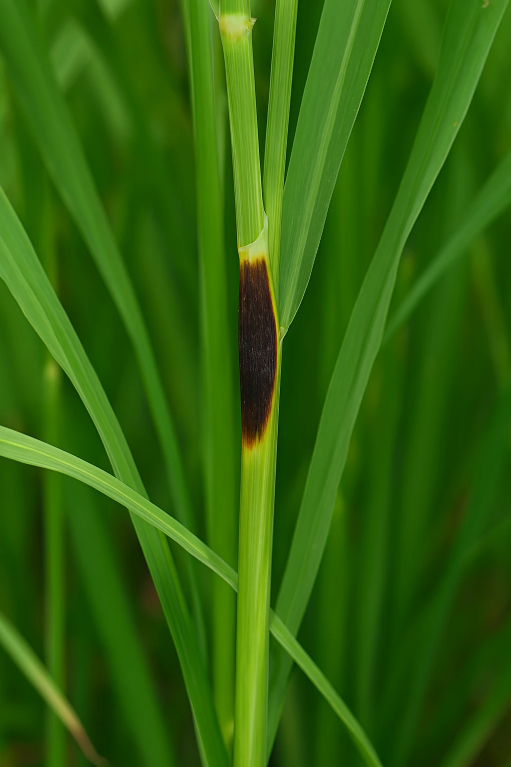 5 dấu hiệu nhận biết đạo ôn trên cây lúa