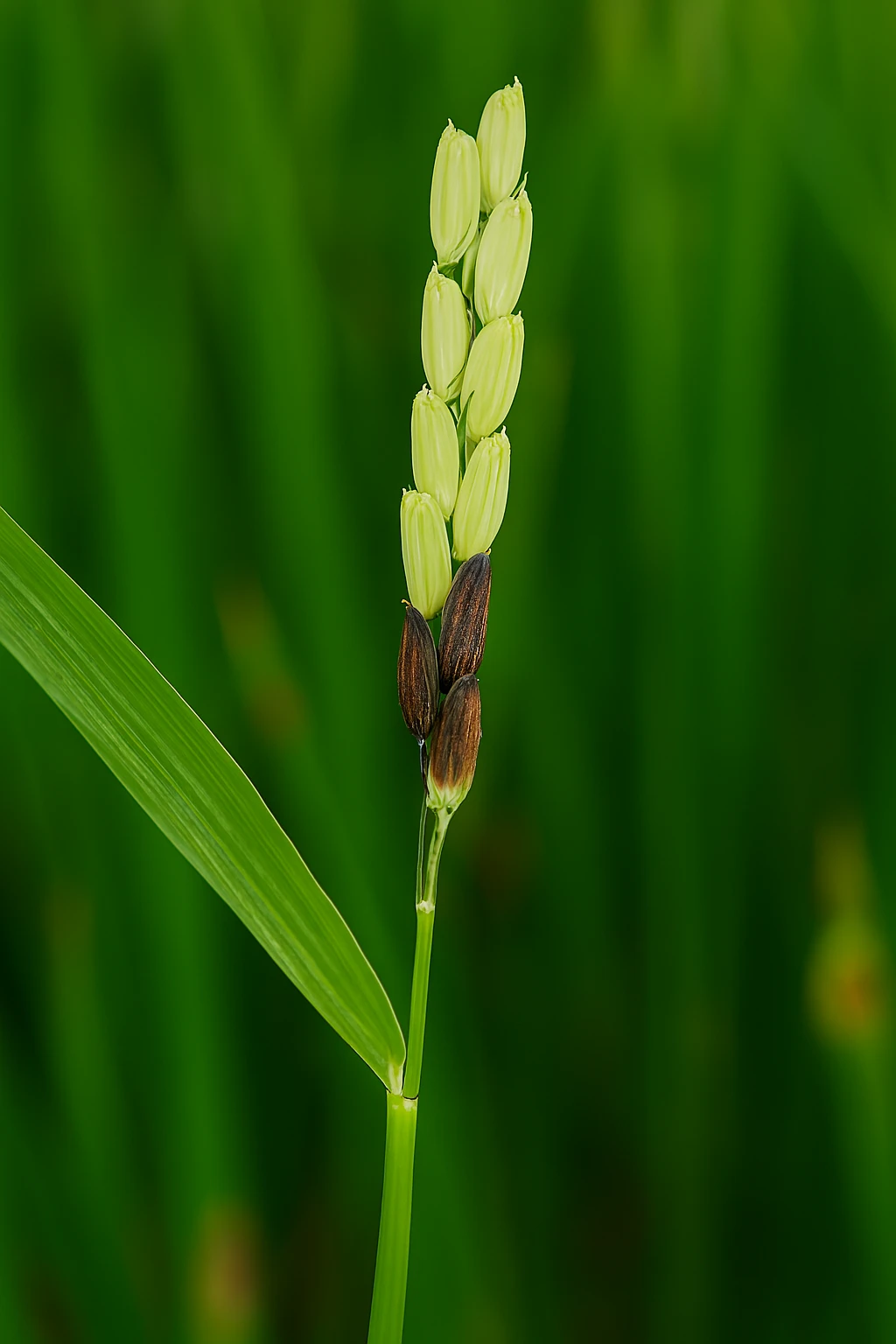 5 dấu hiệu nhận biết đạo ôn trên cây lúa