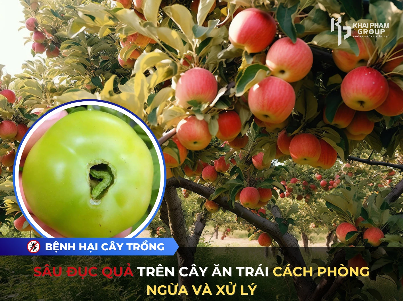 sâu đục quả trên cây ăn trái