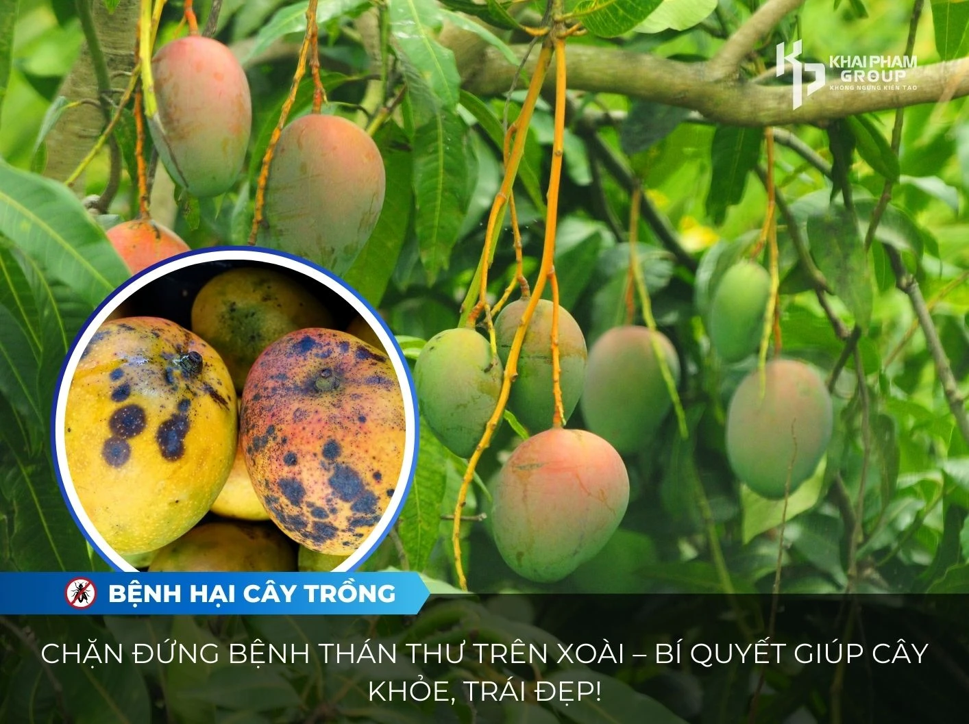 CHẶN ĐỨNG BỆNH THÁN THƯ TRÊN XOÀI – BÍ QUYẾT GIÚP CÂY KHỎE, TRÁI ĐẸP!