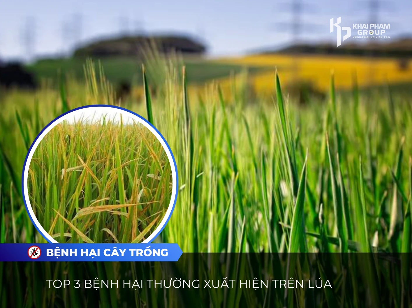 BỆNH HẠI TRÊN LÚA