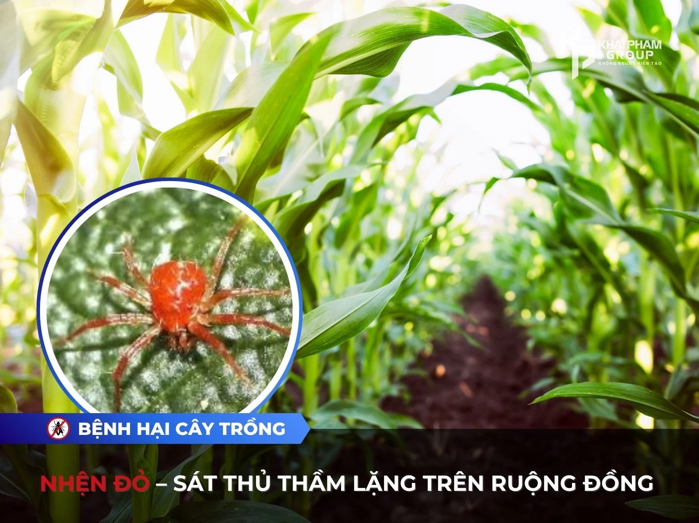 NHỆN ĐỎ – SÁT THỦ THẦM LẶNG TRÊN RUỘNG ĐỒNG