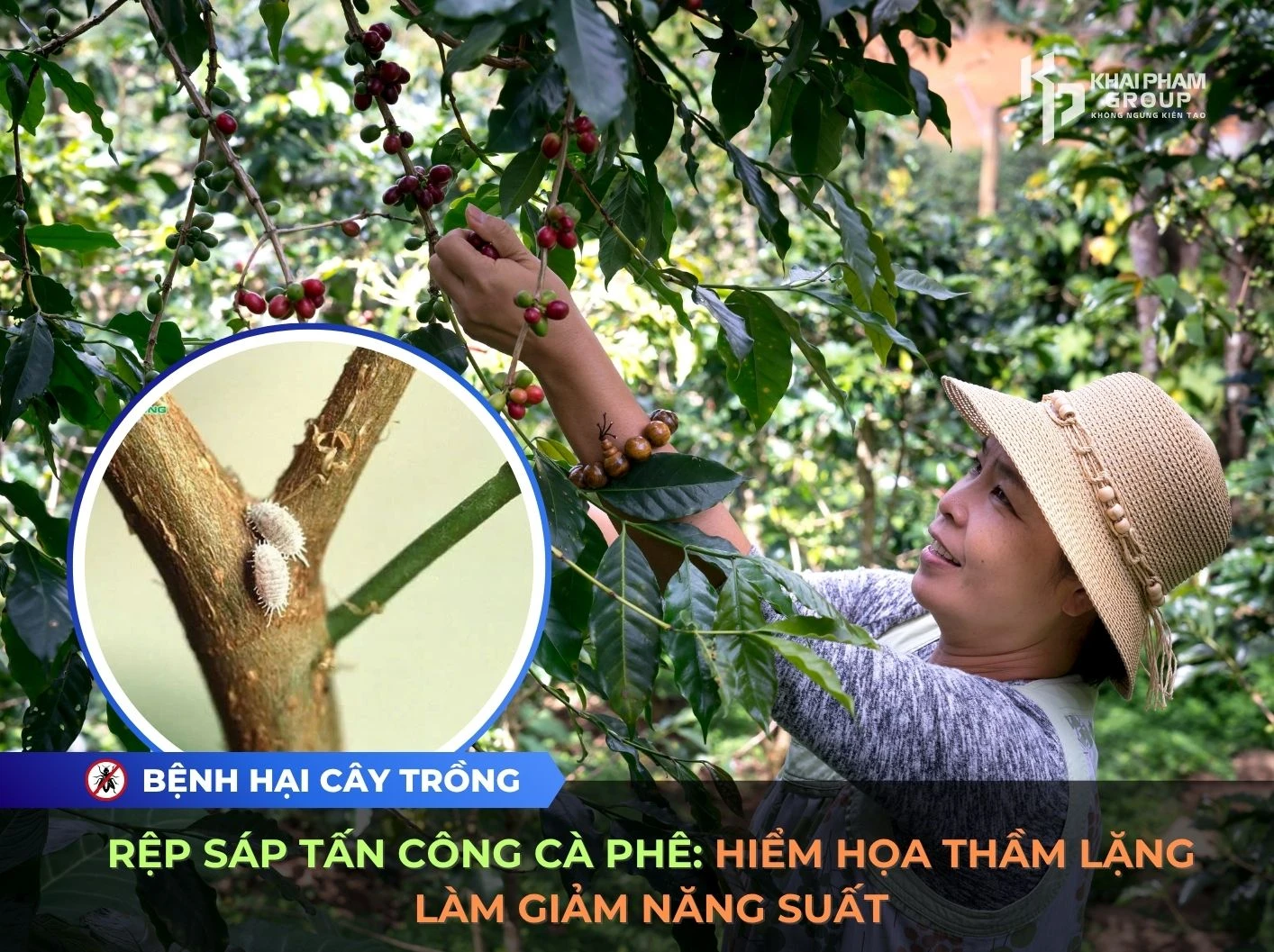 RỆP SÁP TẤN CÔNG CÀ PHÊ: HIỂM HỌA THẦM LẶNG LÀM GIẢM NĂNG SUẤT