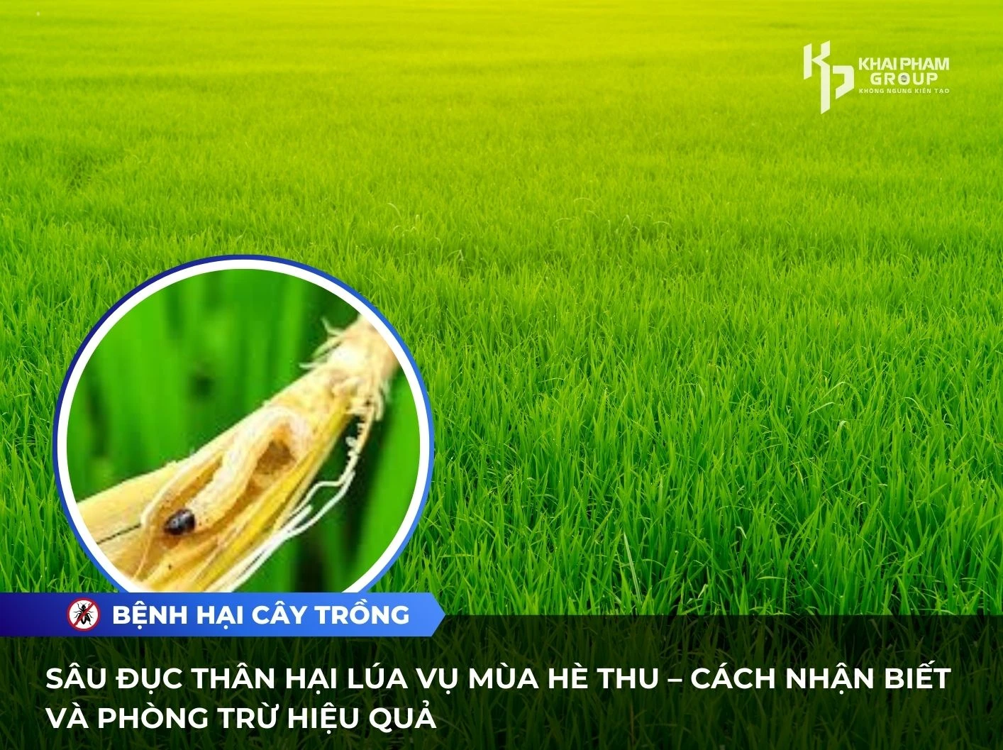 SÂU ĐỤC THÂN HẠI LÚA VỤ MÙA HÈ THU – CÁCH NHẬN BIẾT VÀ PHÒNG TRỪ HIỆU QUẢ