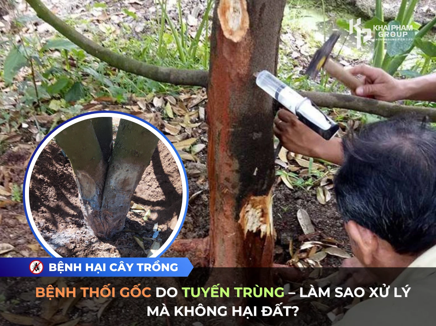 BỆNH THỐI GỐC DO TUYẾN TRÙNG – LÀM SAO XỬ LÝ MÀ KHÔNG HẠI ĐẤT?