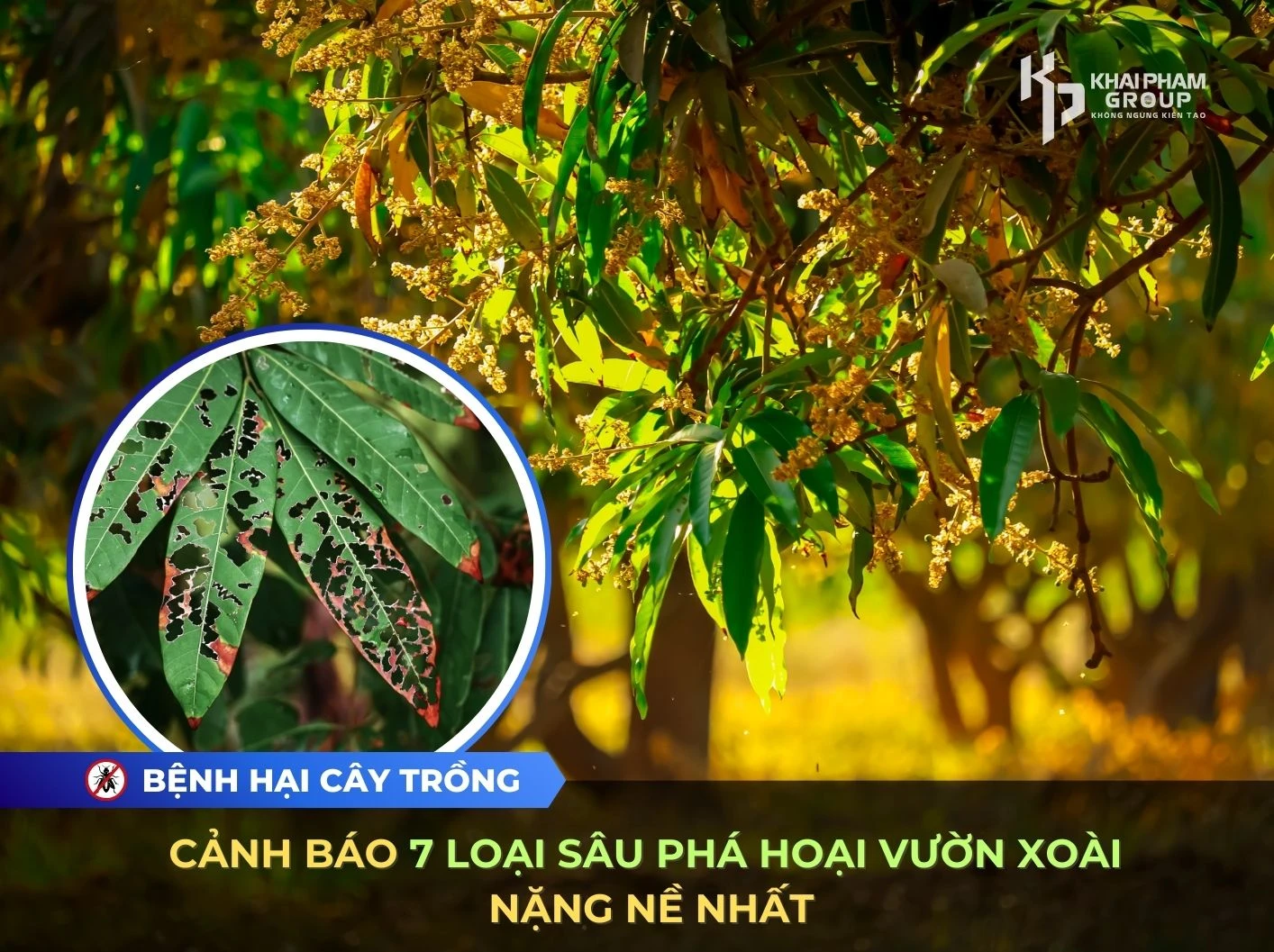 CẢNH BÁO 7 LOẠI SÂU PHÁ HOẠI VƯỜN XOÀI NẶNG NỀ NHẤT