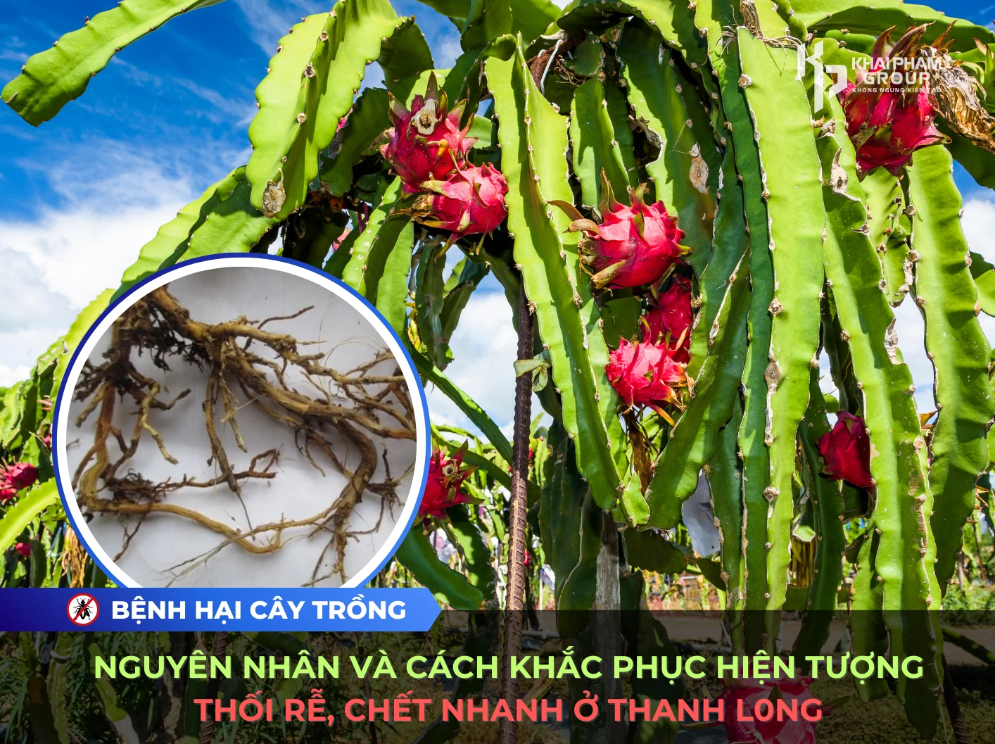 NGUYÊN NHÂN VÀ CÁCH KHẮC PHỤC HIỆN TƯỢNG THỐI RỄ, CHẾT NHANH Ở THANH L0NG