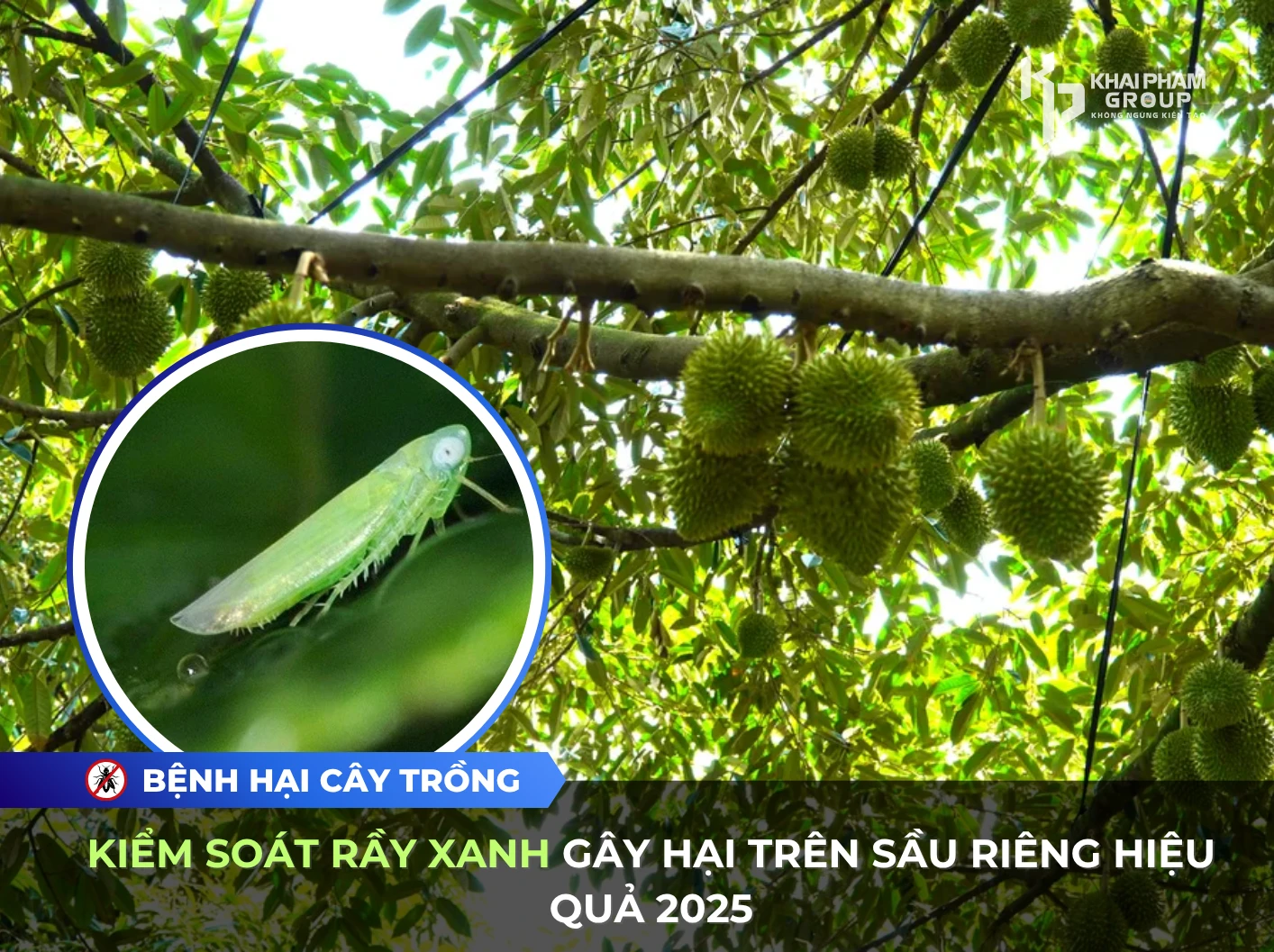 KIỂM SOÁT RẦY XANH GÂY HẠI TRÊN SẦU RIÊNG HIỆU QUẢ 2025
