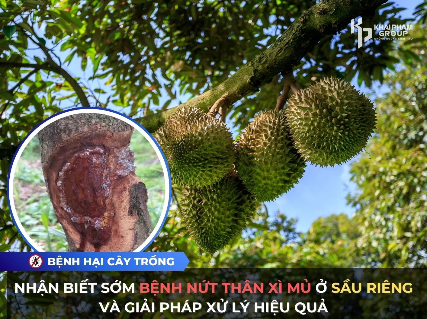NHẬN BIẾT SỚM BỆNH NỨT THÂN XÌ MỦ Ở SẦU RIÊNG VÀ GIẢI PHÁP XỬ LÝ HIỆU QUẢ