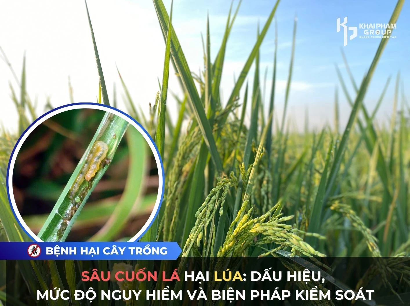 SÂU CUỐN LÁ HẠI LÚA: DẤU HIỆU, MỨC ĐỘ NGUY HIỂM VÀ BIỆN PHÁP KIỂM SOÁT