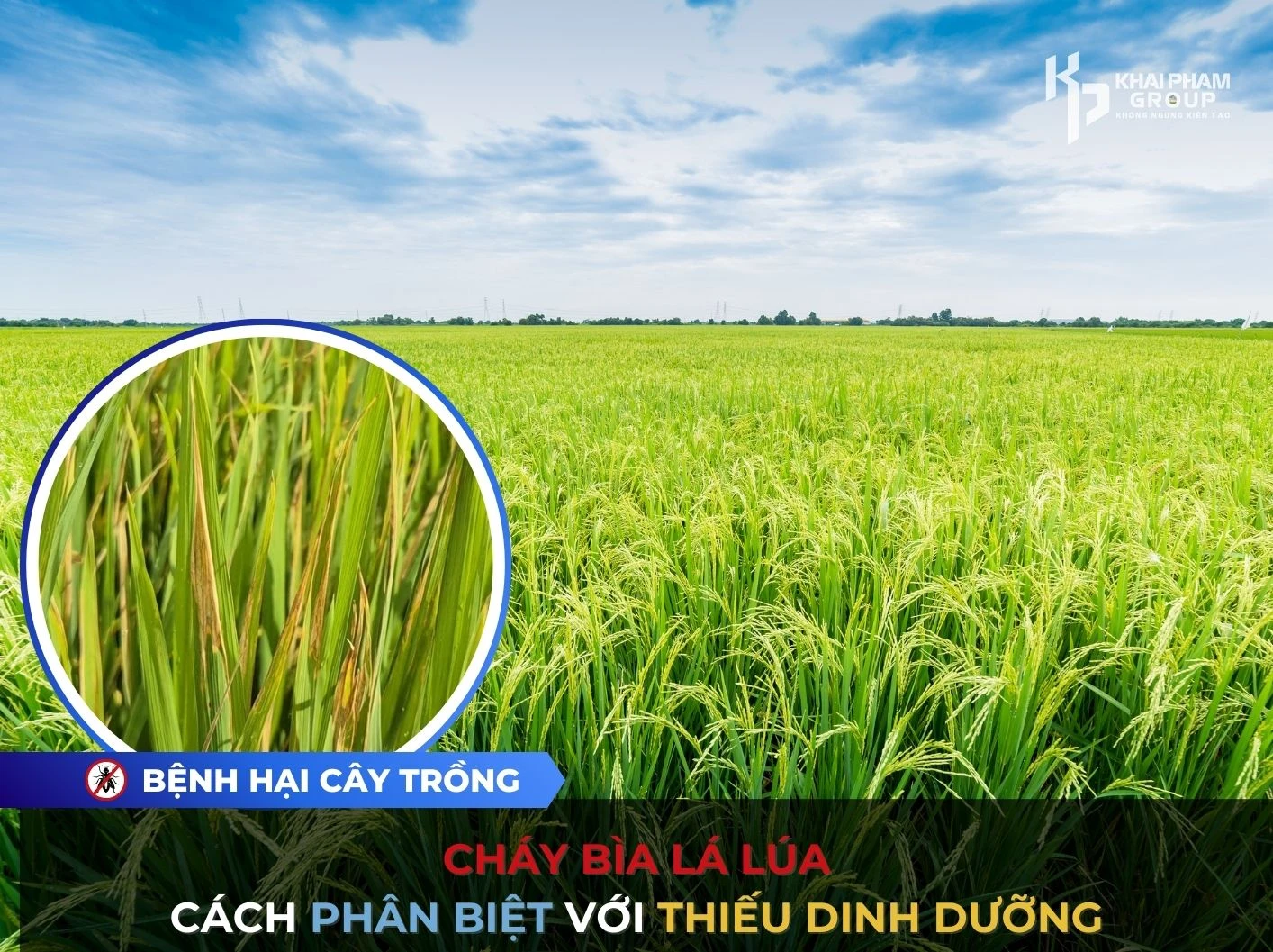 Bệnh cháy bìa lá lúa: Cách phân biệt với thiếu dinh dưỡng