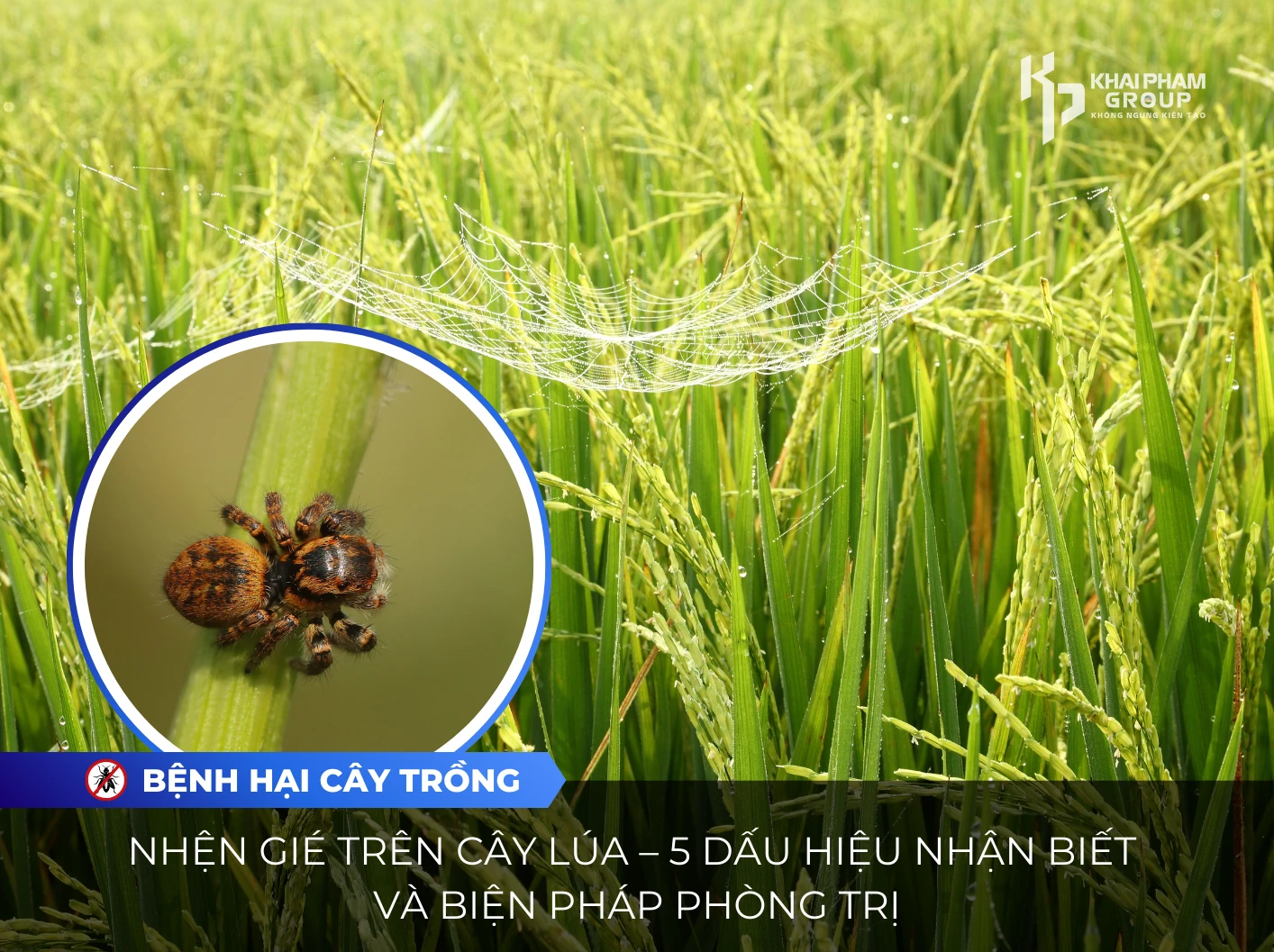 NHỆN GIÉ TRÊN CÂY LÚA – 5 DẤU HIỆU NHẬN BIẾT VÀ BIỆN PHÁP PHÒNG TRỊ