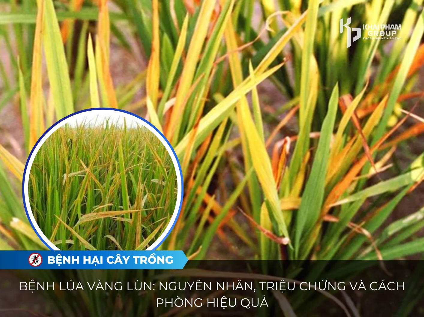 bệnh lúa vàng lùn
