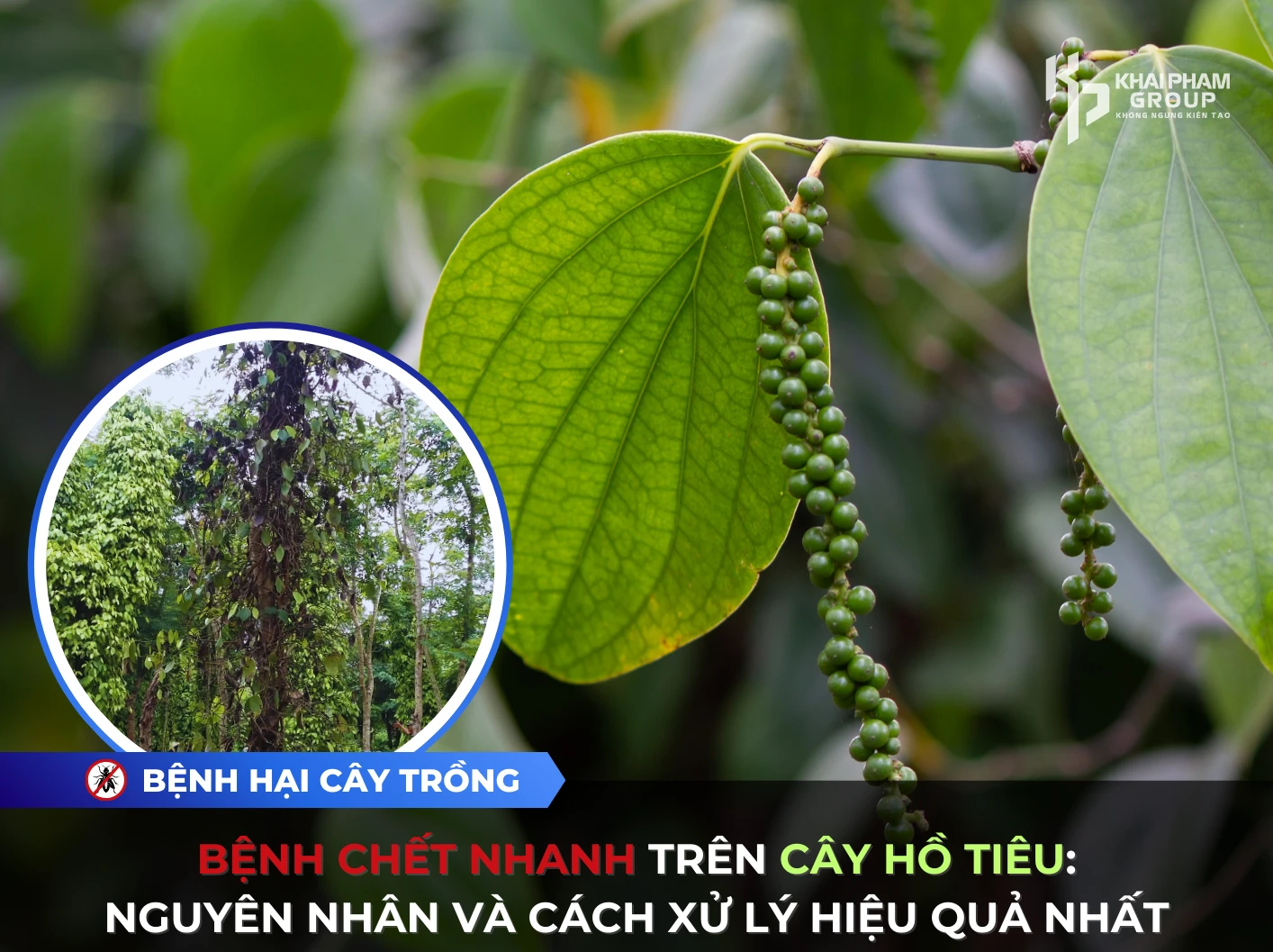 BỆNH CHẾT NHANH TRÊN CÂY HỒ TIÊU: NGUYÊN NHÂN VÀ CÁCH XỬ LÝ HIỆU QUẢ NHẤT