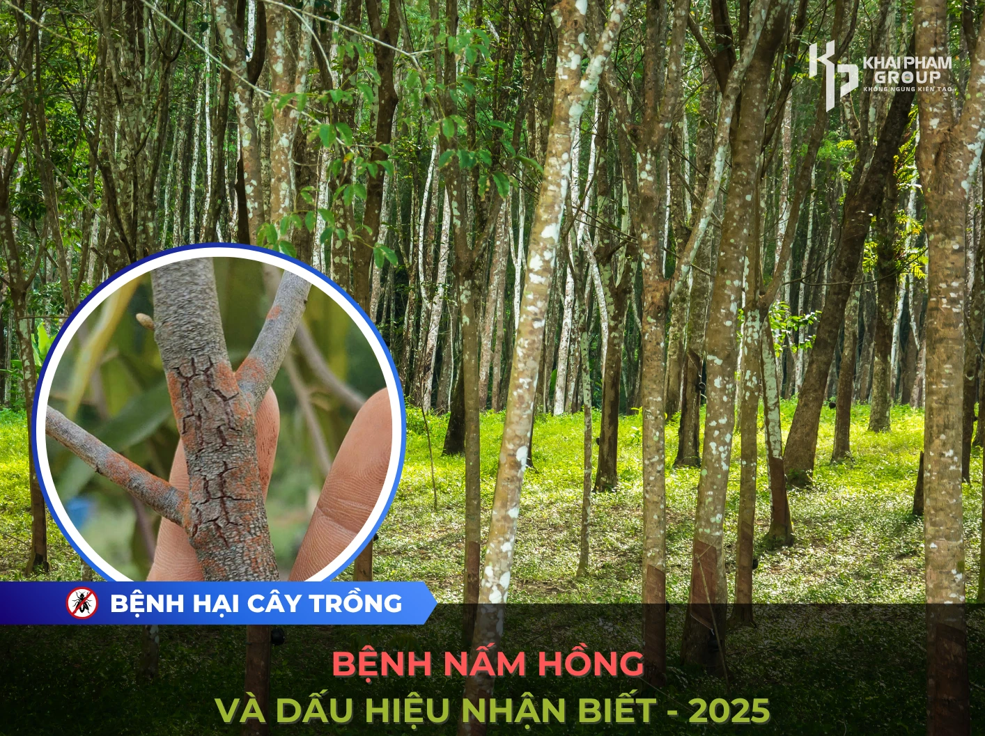 BỆNH NẤM HỒNG VÀ DẤU HIỆU NHẬN BIẾT 2025