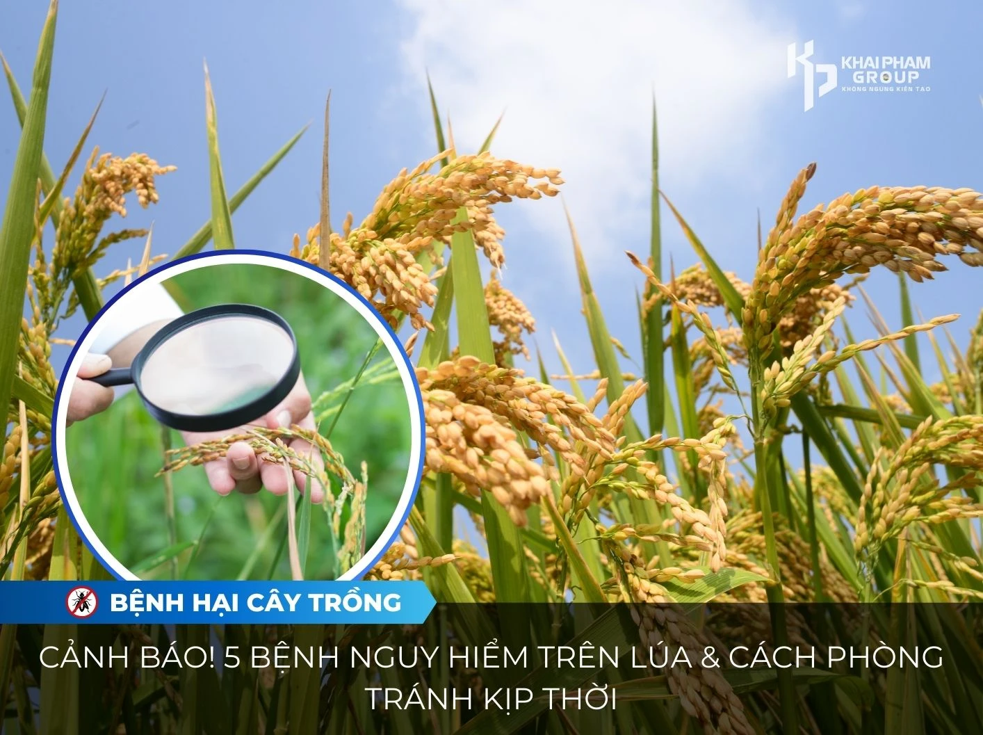 CẢNH BÁO! 5 BỆNH NGUY HIỂM TRÊN LÚA & CÁCH PHÒNG TRÁNH KỊP THỜI