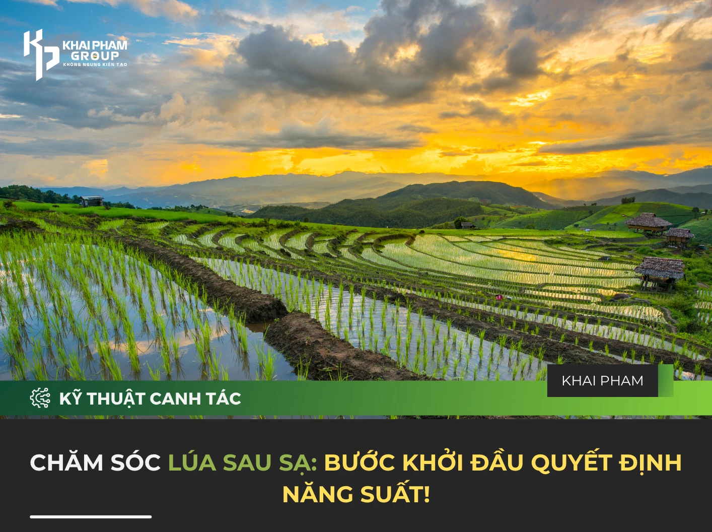 CHĂM SÓC LÚA SAU SẠ: BƯỚC KHỞI ĐẦU QUYẾT ĐỊNH NĂNG SUẤT!