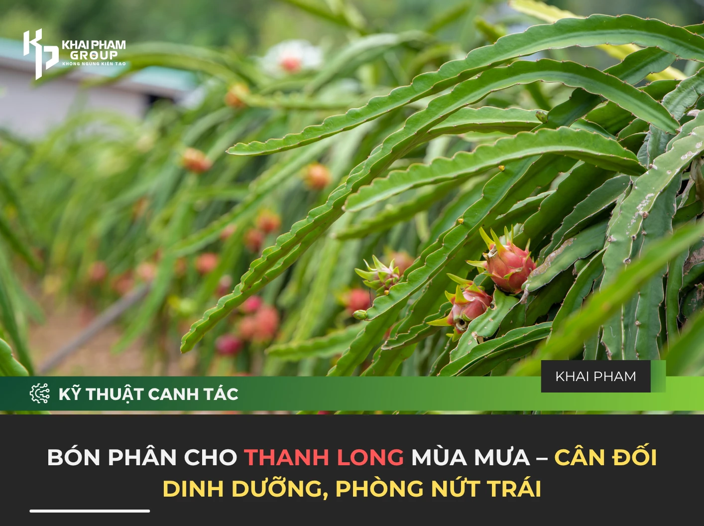 BÓN PHÂN CHO THANH LONG MÙA MƯA – CÂN ĐỐI DINH DƯỠNG, PHÒNG NỨT TRÁI
