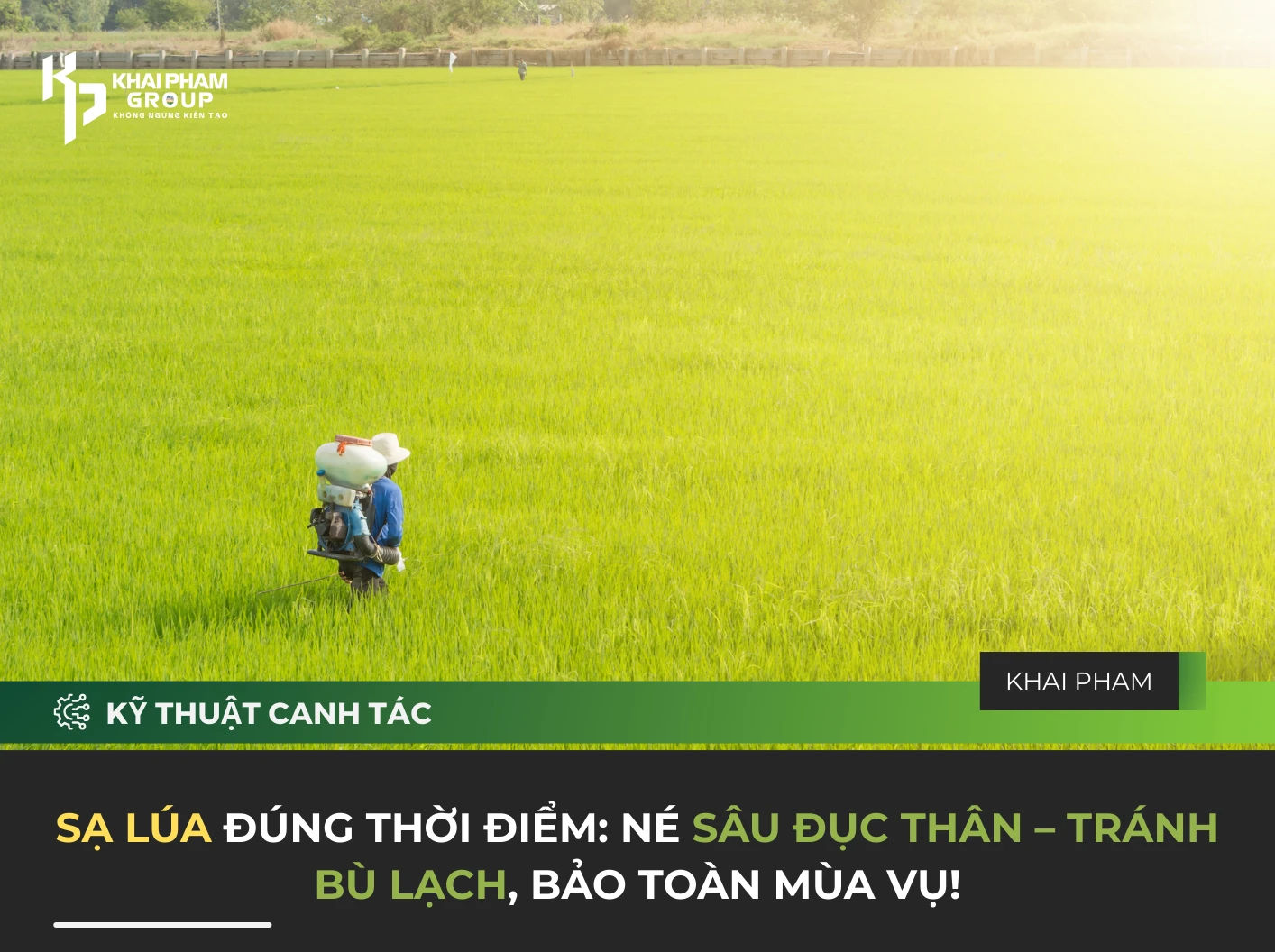 SẠ LÚA ĐÚNG THỜI ĐIỂM: NÉ SÂU ĐỤC THÂN – TRÁNH BÙ LẠCH, BẢO TOÀN MÙA VỤ!