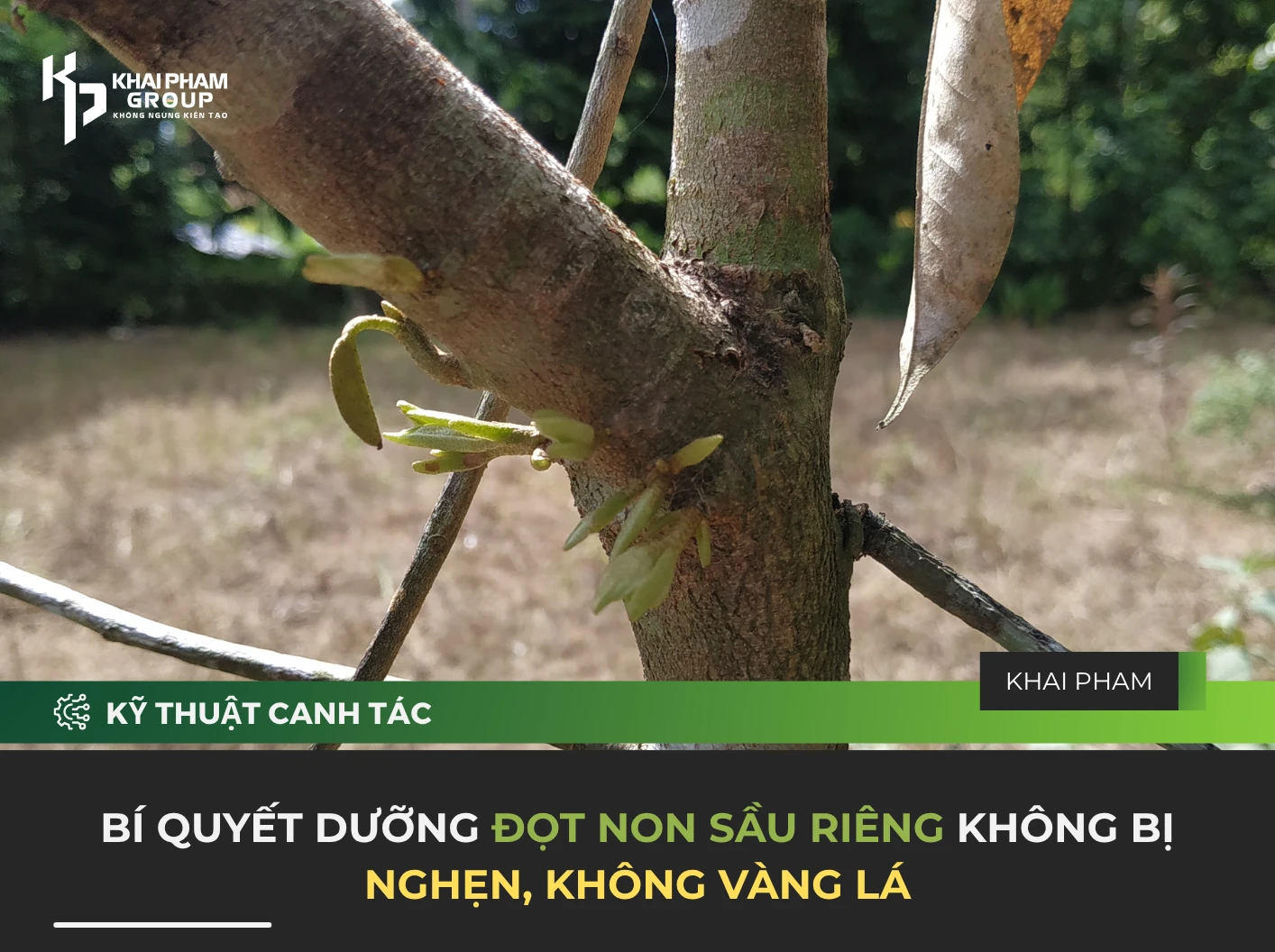 BÍ QUYẾT DƯỠNG ĐỌT NON SẦU RIÊNG KHÔNG BỊ NGHẸN, KHÔNG VÀNG LÁ