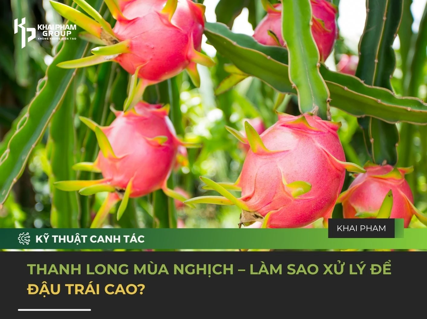 THANH LONG MÙA NGHỊCH – LÀM SAO XỬ LÝ ĐỂ ĐẬU TRÁI CAO?